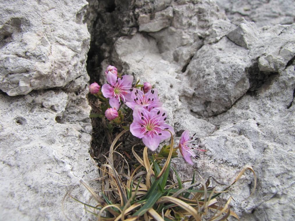 Rhodothamnus chamaecistus / Rododendro cistino
